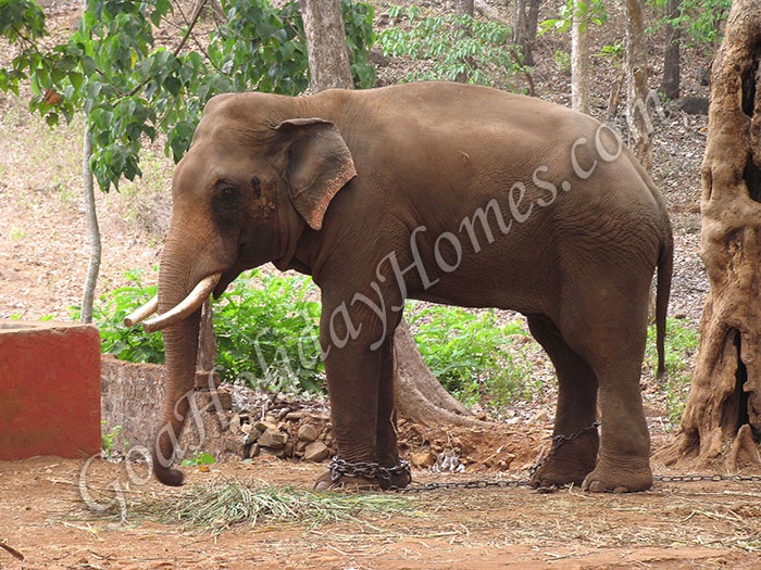 Bondla Wildlife Sanctuary in Goa