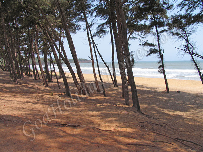Galgibag Beach in Goa