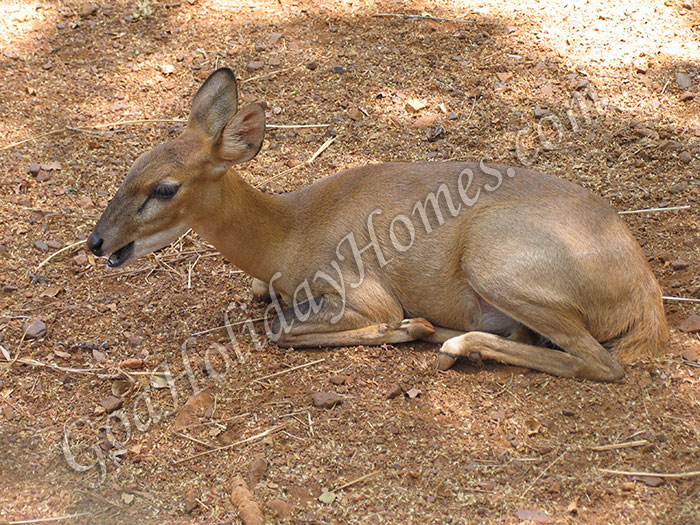 Netravali Wildlife Sanctuary in Goa